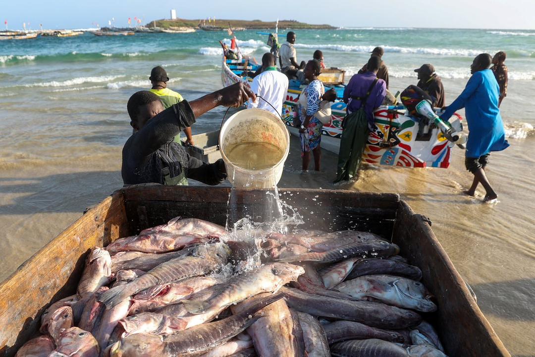 Quelques mois après la sanction infligée au Sénégal par l’Union européenne, le pays a posé des pas louables dans la lutte contee la pêche illicite
