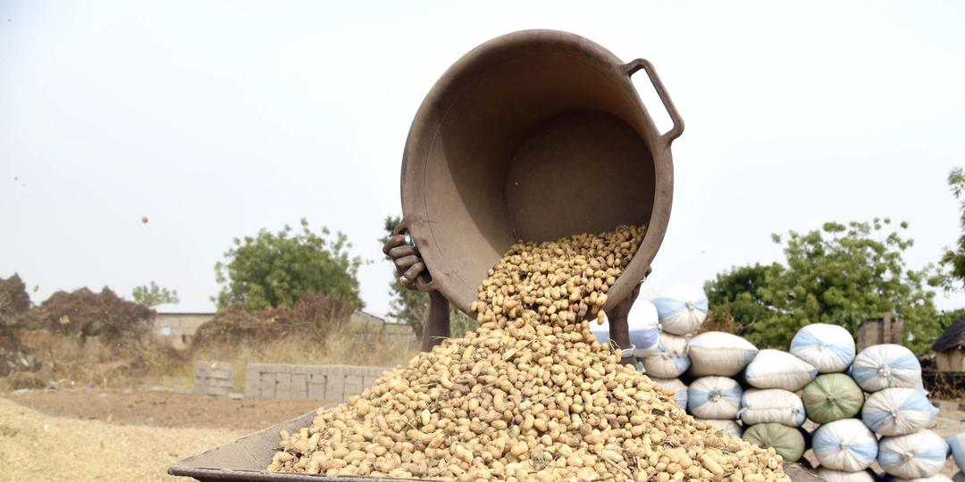 Les agriculteurs sénégalais craignent une baisse de leurs productions arachidières, les raisons