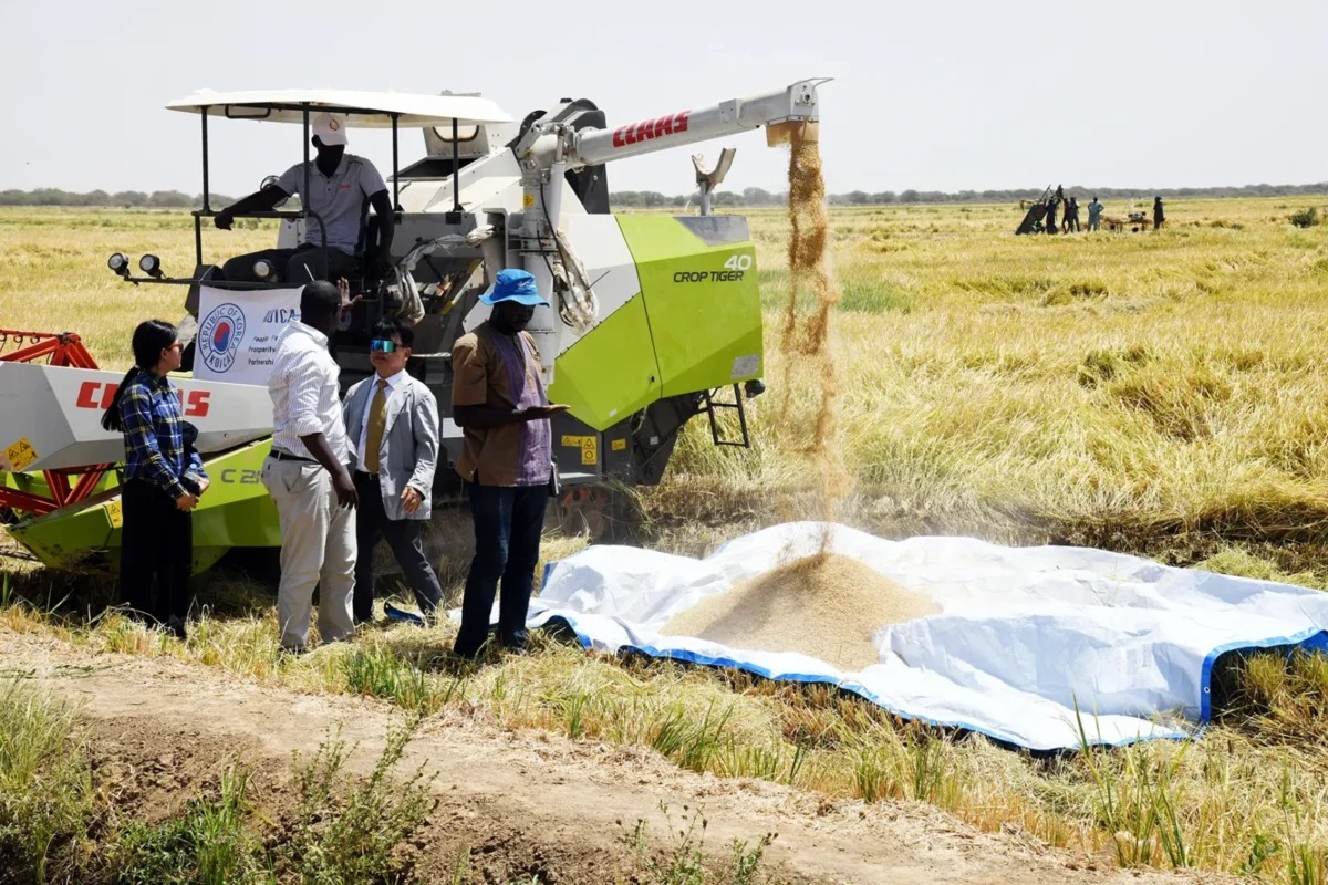 Riz local : sous l’impulsion du président Diomaye Faye, l’État renforce son soutien à la filière