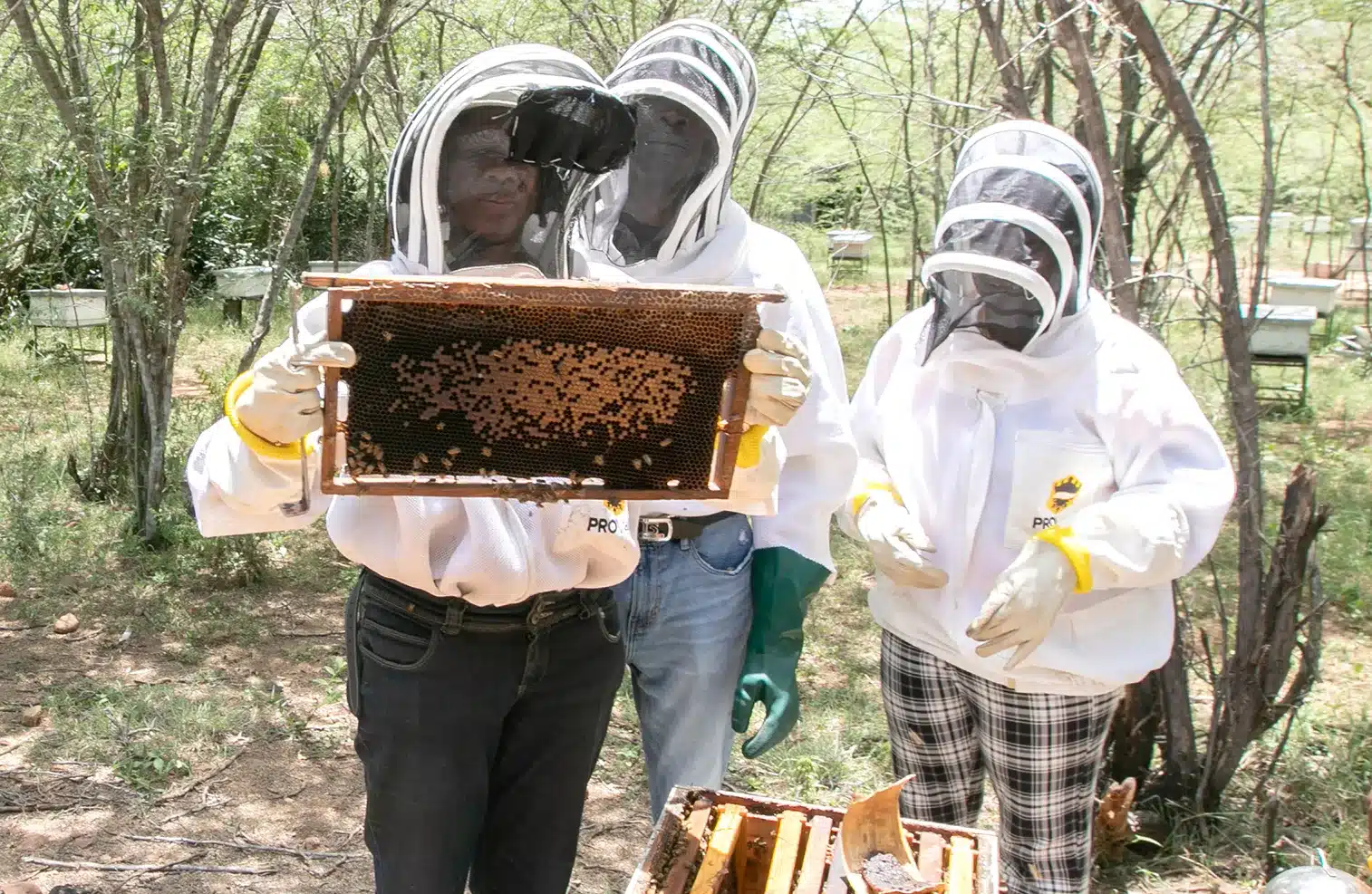 Ziguinchor : un réseau de femmes pour promouvoir l’apiculture durable