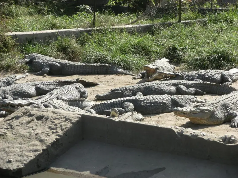 Djibélor : une ferme à crocodiles entre tourisme et conservation