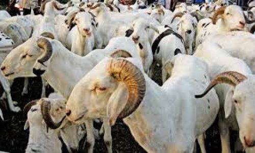 Ziguinchor : un vendeur de moutons décède subitement au marché des petits ruminants