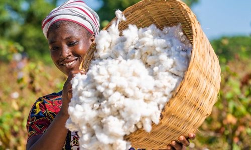 Kédougou : la campagne cotonnière 2026 démarre sous de bons auspices