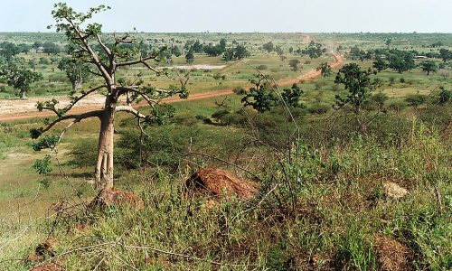 Les élus et les habitants du Blouf unis pour la préservation de l’environnement à travers une campagne de reboisement