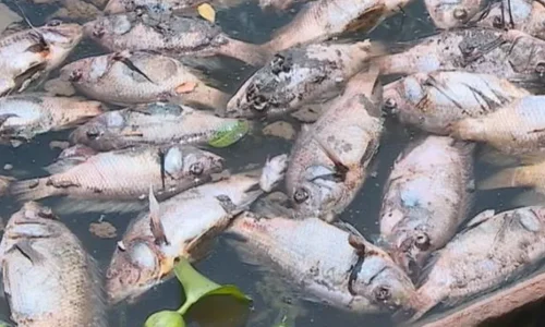 Togo : des centaines de poissons morts retrouvés dans un bassin de rétention d’eau, les autorités sanitaires interviennent