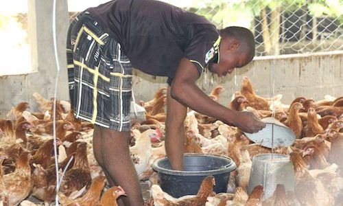 Togo : l’élevage des petits ruminants en plein essor grâce au soutien de l’État