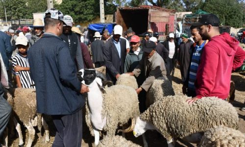 Maroc : Tabaski sans sacrifice, entre frustration et adaptation