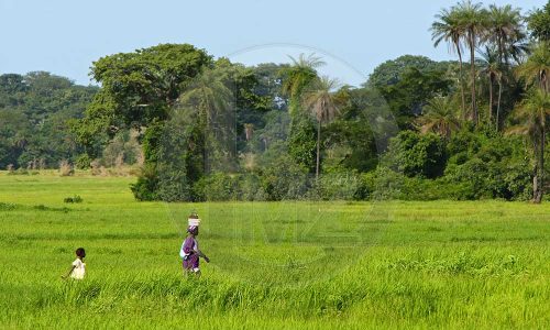 Casamance : Un partenariat stratégique de 140 millions d’euros pour booster l’agriculture durable