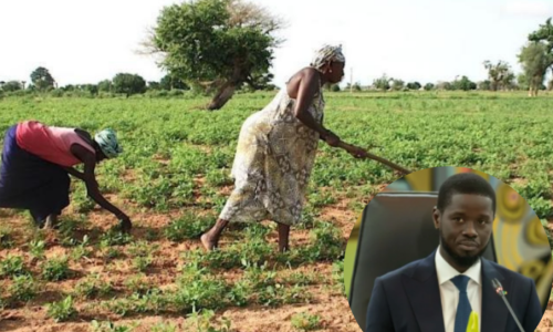 Souveraineté alimentaire : Le Sénégal face à un défi de taille