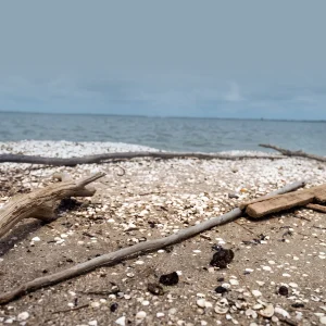 Foundiougne : pourquoi le rituel ancestral du Paciin continue-t-il d’attirer les fidèles ?