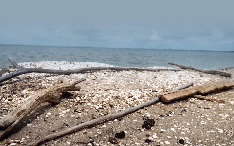 Foundiougne : pourquoi le rituel ancestral du Paciin continue-t-il d’attirer les fidèles ?