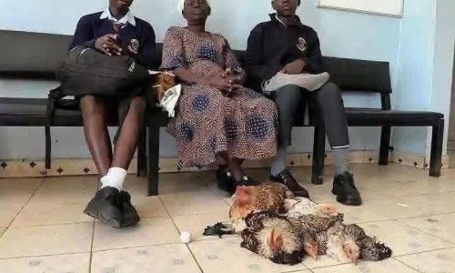 Nigeria : Une grand-mère échange ses poulets contre l’avenir scolaire de sa petite-fille