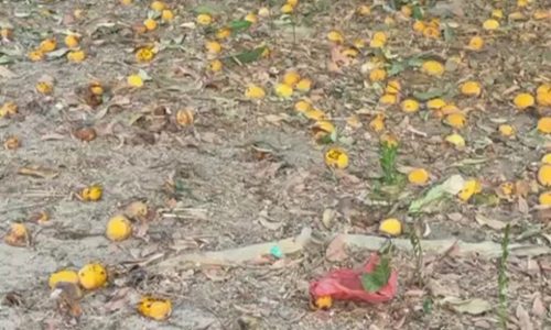 Casamance : L’urgence des usines face à l’hémorragie des mangues