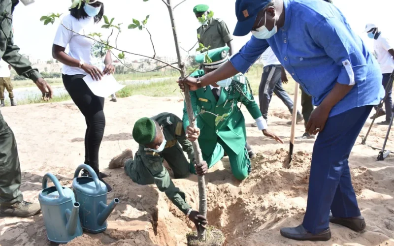 Reboisement 2025 : près de 10 millions de plants produits au Sénégal