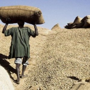 Arachide : le gouvernement veut mieux préparer la prochaine campagne