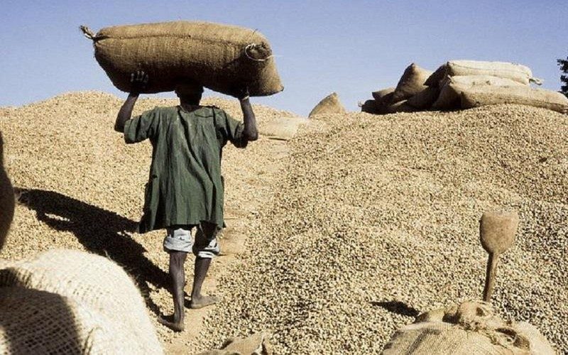 Arachide : le gouvernement veut mieux préparer la prochaine campagne