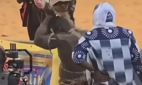 Chatons utilisés lors du combat Reug Reug-Boy Niang 2 : la Direction des Parcs nationaux monte au créneau