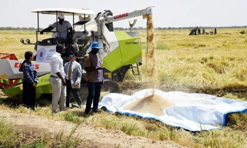 Riz local : sous l’impulsion du président Diomaye Faye, l’État renforce son soutien à la filière