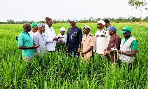 Kédougou : le ministre Cheikhou Oumar Bâ à la rencontre des producteurs