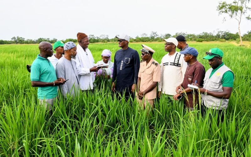 Kédougou : le ministre Cheikhou Oumar Bâ à la rencontre des producteurs