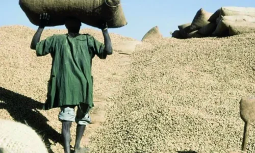 Arachide : le Copega juge le prix plafond de 305 FCFA non compétitif