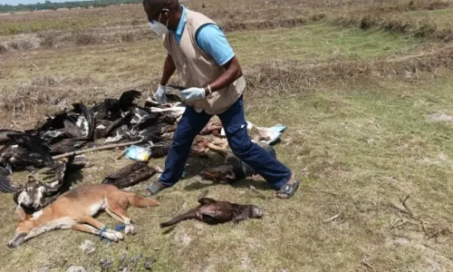Oussouye : 38 animaux retrouvés morts dans des circonstances mystérieuses à Edioungou
