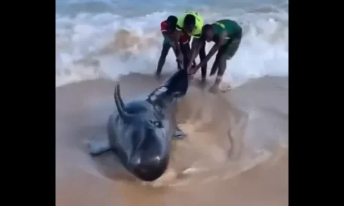 Plage de la Cité Apix : cinq jeunes sauvent une baleine échouée