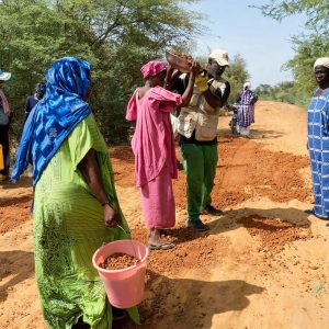 Podor : à Niandane, des femmes commerçantes se mobilisent pour réhabiliter une route abandonnée