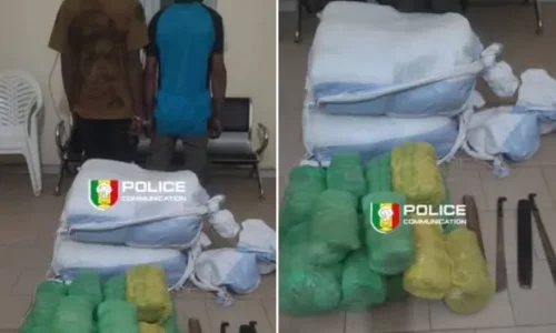 Fatick : 54 kg de chanvre indien saisis par l’OCRTIS en zone forestière