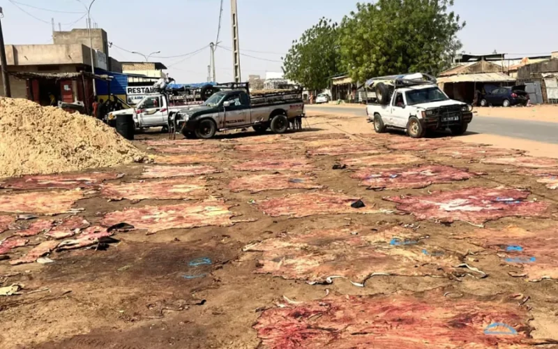 Touba : le potentiel inexploité de la filière des cuirs et peaux
