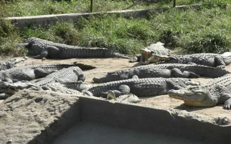 Djibélor : une ferme à crocodiles entre tourisme et conservation