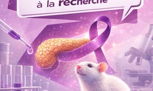 Une guérison du cancer du pancréas chez la souris redonne espoir à la recherche