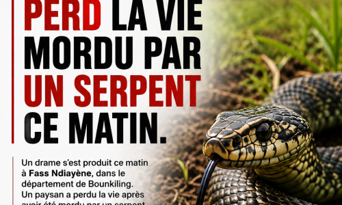 Fass Ndiayène : un paysan perd la vie après une morsure de serpent