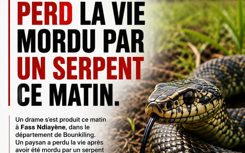Fass Ndiayène : un paysan perd la vie après une morsure de serpent