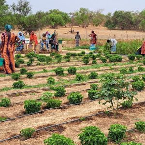 Dakar mise sur l’agriculture et l’industrie pour accélérer sa croissance