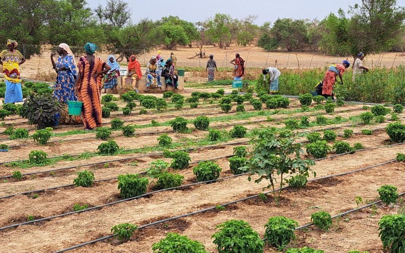 Dakar mise sur l’agriculture et l’industrie pour accélérer sa croissance