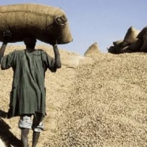Le gouvernement renforce la sécurisation de la commercialisation de l’arachide
