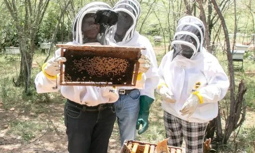Ziguinchor : un réseau de femmes pour promouvoir l’apiculture durable