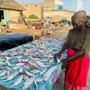 À Rufisque, les femmes transformatrices face à la raréfaction du poisson