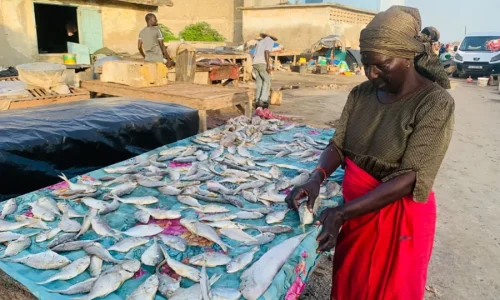 À Rufisque, les femmes transformatrices face à la raréfaction du poisson