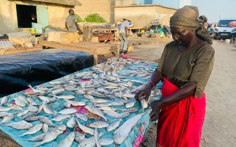 À Rufisque, les femmes transformatrices face à la raréfaction du poisson
