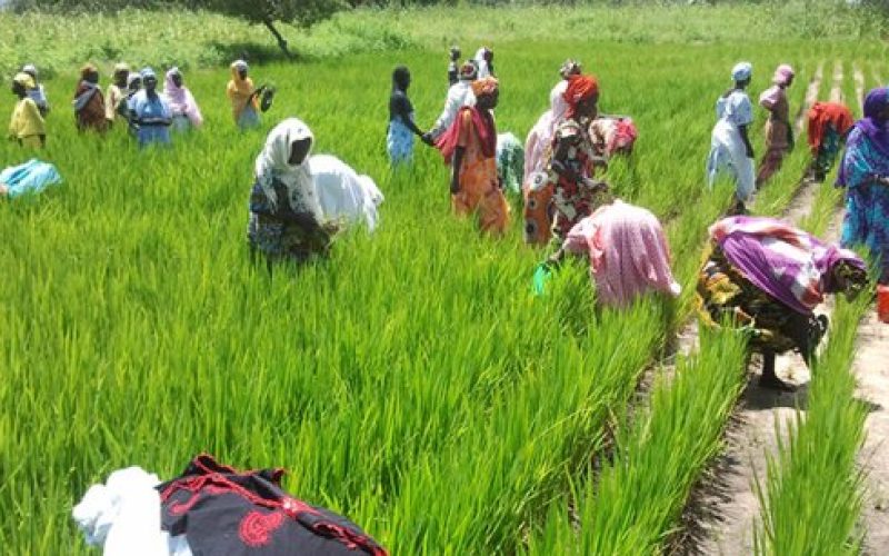 37,4 milliards FCFA pour renforcer la souveraineté alimentaire