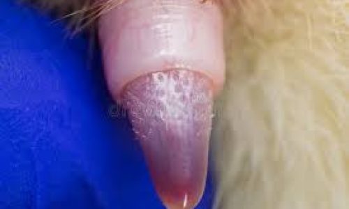 Chat : le pénis de certains mâles est équipé d’épines étonnantes