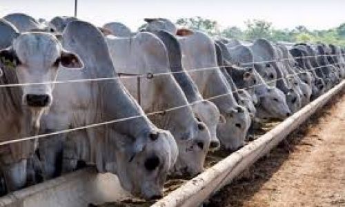 Bovins exotiques : l’État mise sur la génétique pour transformer l’élevage sénégalais