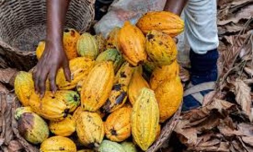 Ghana : le prix du cacao à la ferme fortement révisé à la baisse
