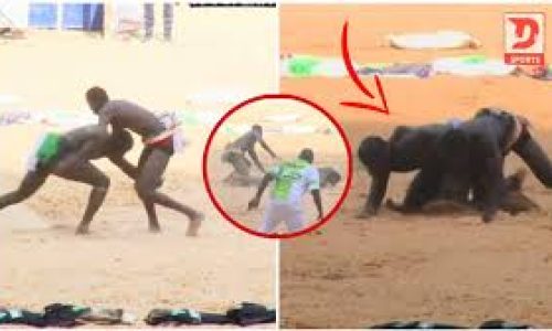 Coup d’arrêt pour Fils de Tigre : une grave blessure l’éloigne de l’arène