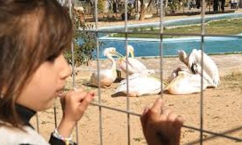 Libye : le zoo de Tripoli rouvre après 17 ans, symbole fragile d’un retour à la vie normale