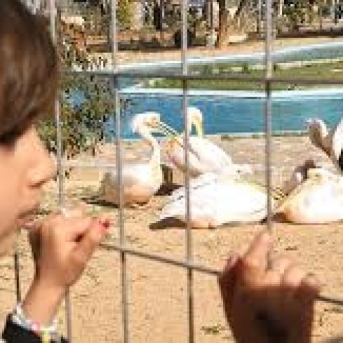 Libye : le zoo de Tripoli rouvre après 17 ans, symbole fragile d’un retour à la vie normale