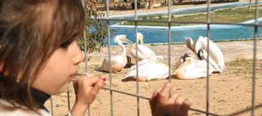 Libye : le zoo de Tripoli rouvre après 17 ans, symbole fragile d’un retour à la vie normale