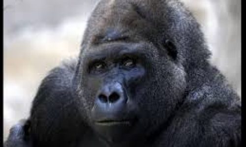 Journée mondiale du gorille : protéger nos plus proches cousins génétiques